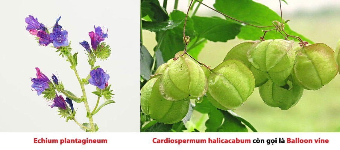 Chiết xuất hạt Echium plantagineum và cardiospermum halicacabum giảm căng thẳng và làm sáng da.